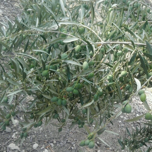 IMG-20180913-WA0019_crop_500x500.jpeg