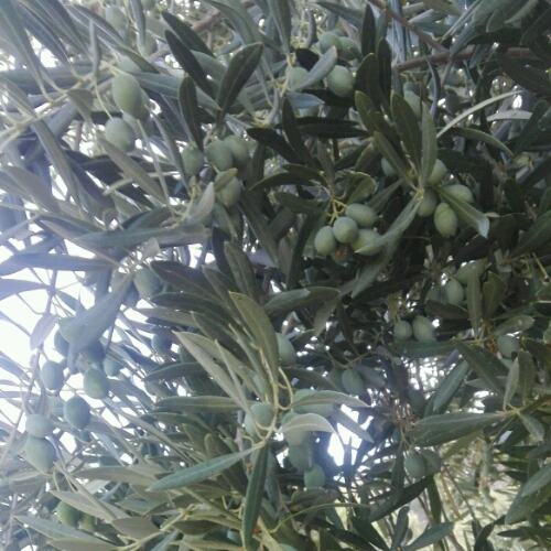 IMG-20180913-WA0023_crop_500x500.jpeg