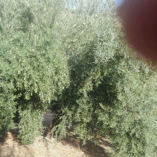 IMG-20180913-WA0031_crop_500x500.jpeg
