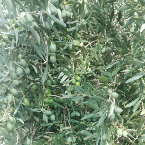 IMG-20180913-WA0033_crop_500x500.jpeg