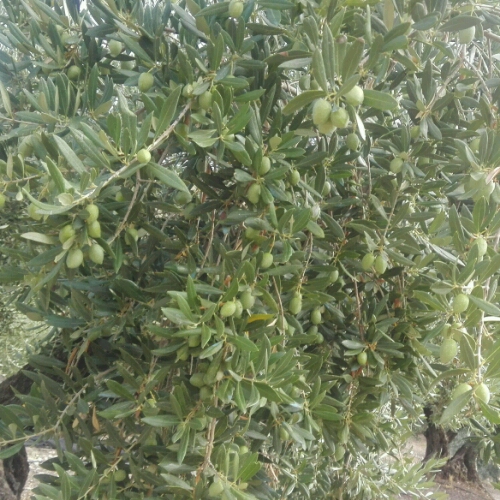 IMG-20180913-WA0041_crop_500x500.jpeg