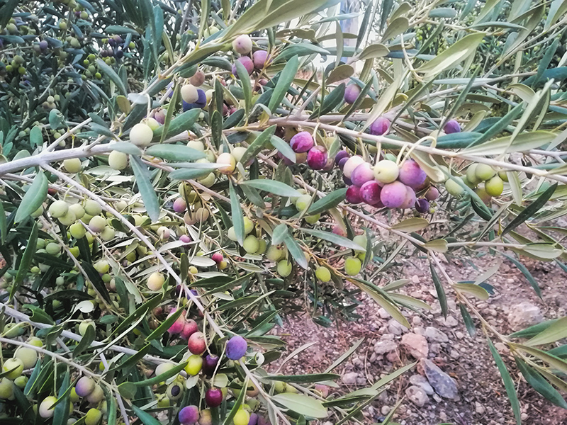 arbequinas01.jpg