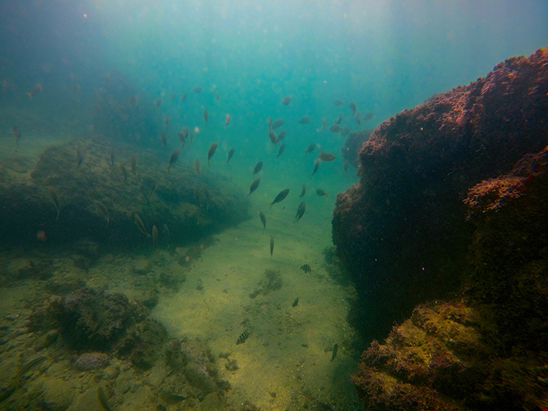 peces03.jpg