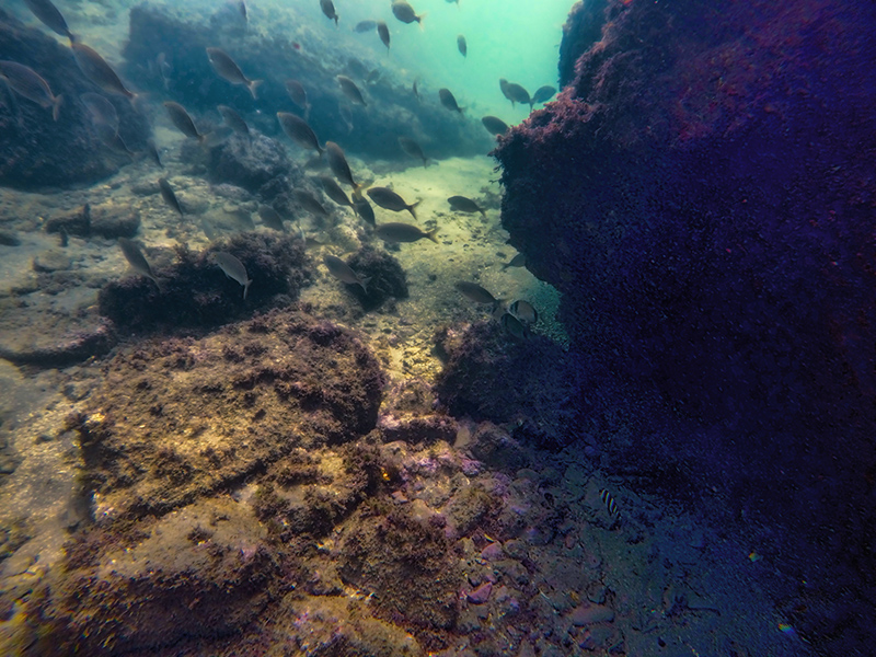 peces01.jpg
