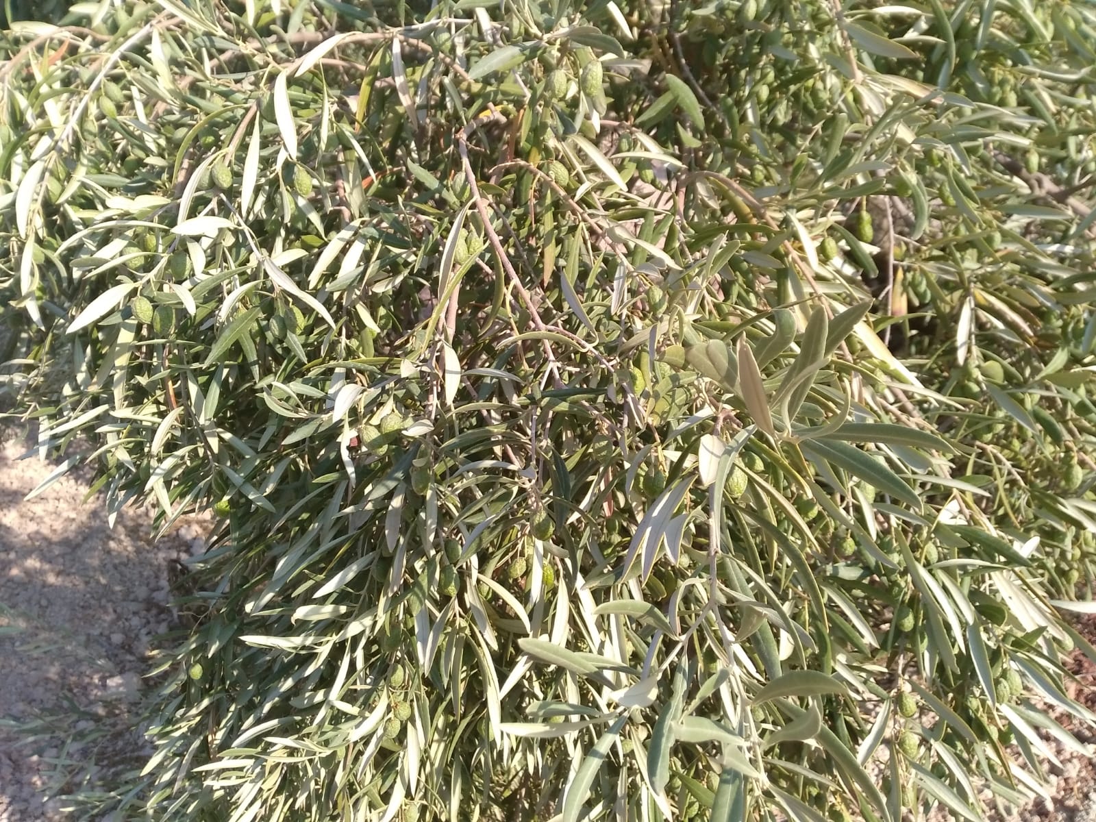 IMG-20180926-WA0013.jpg