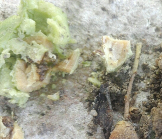 IMG-20180927-WA0041_crop_543x467.jpeg