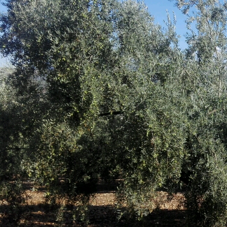 IMG-20180927-WA0077_crop_467x467.jpeg