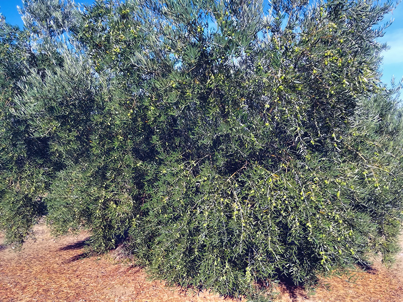 OLIVO05.jpg