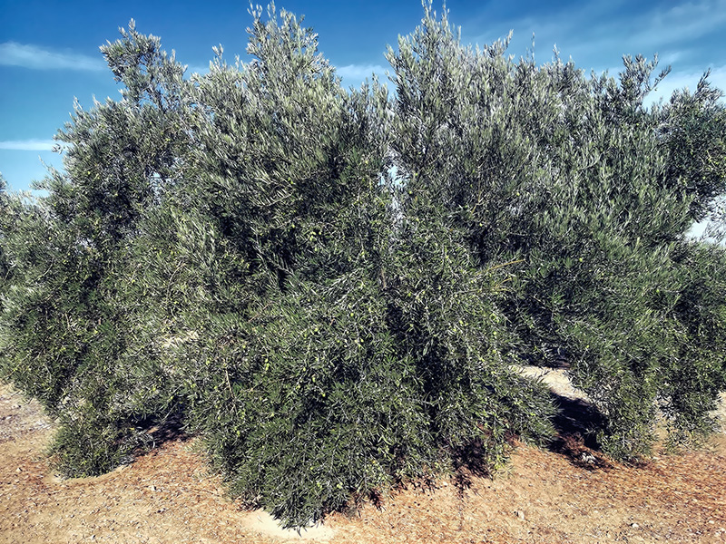 OLIVO01.jpg