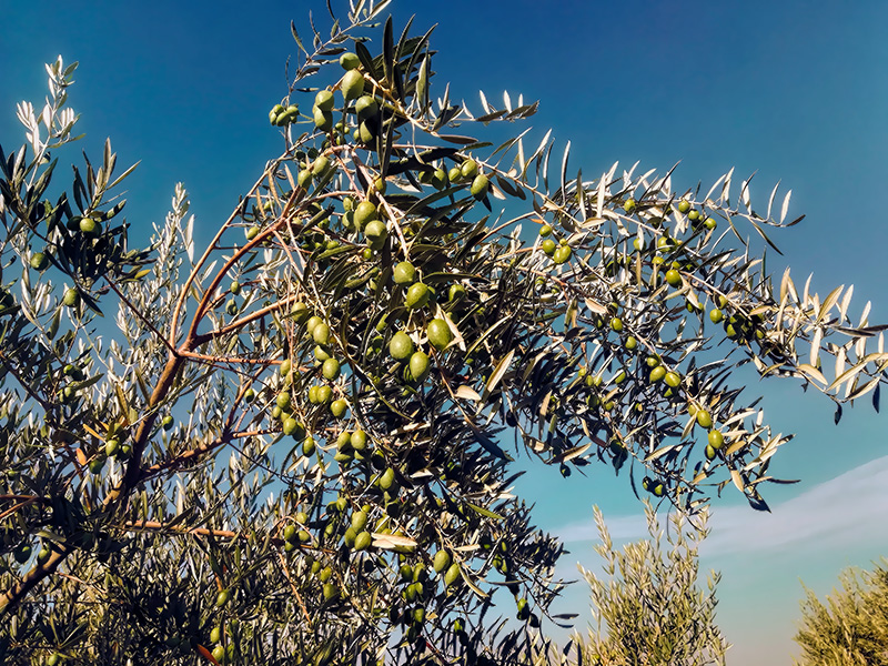 ACEITUNAS06.jpg
