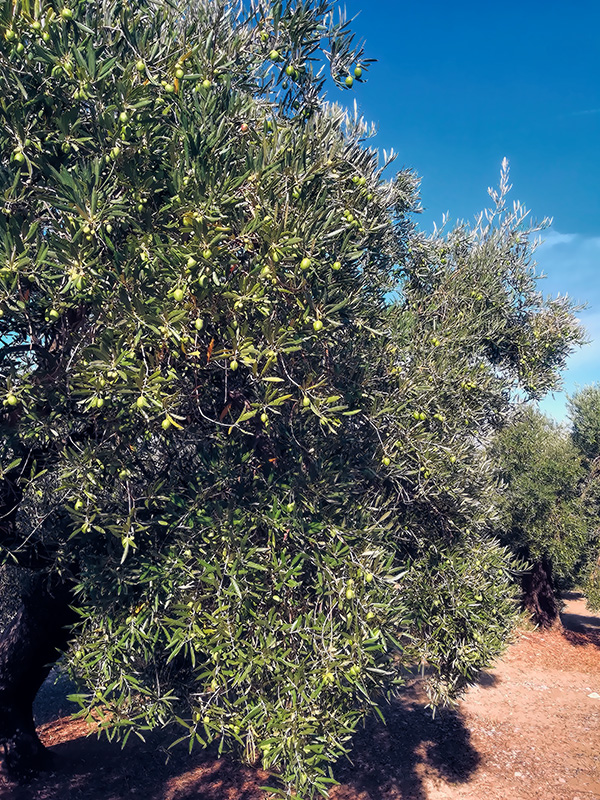 ACEITUNAS05.jpg