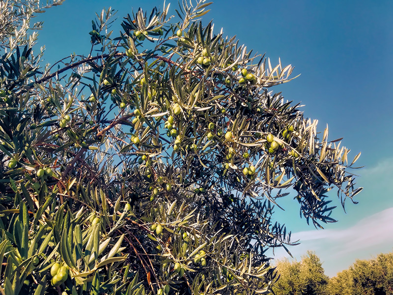 ACEITUNAS04.jpg