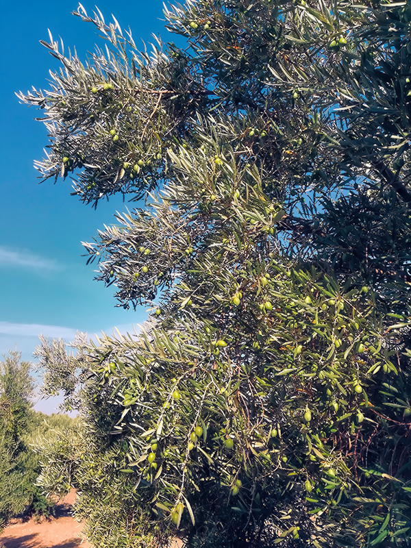 ACEITUNAS03.jpg