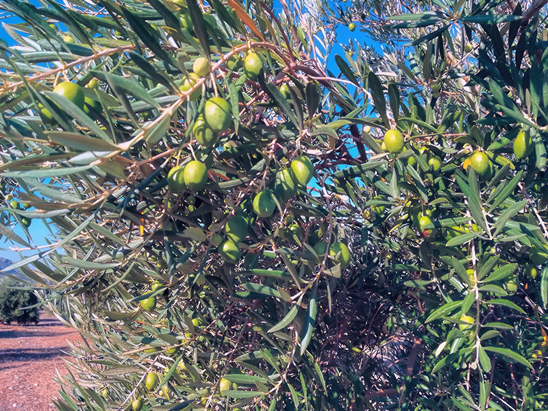 ACEITUNAS02.jpg