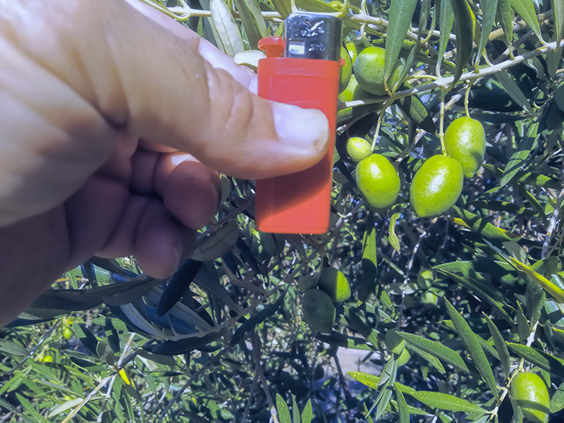 ACEITUNAS01.jpg