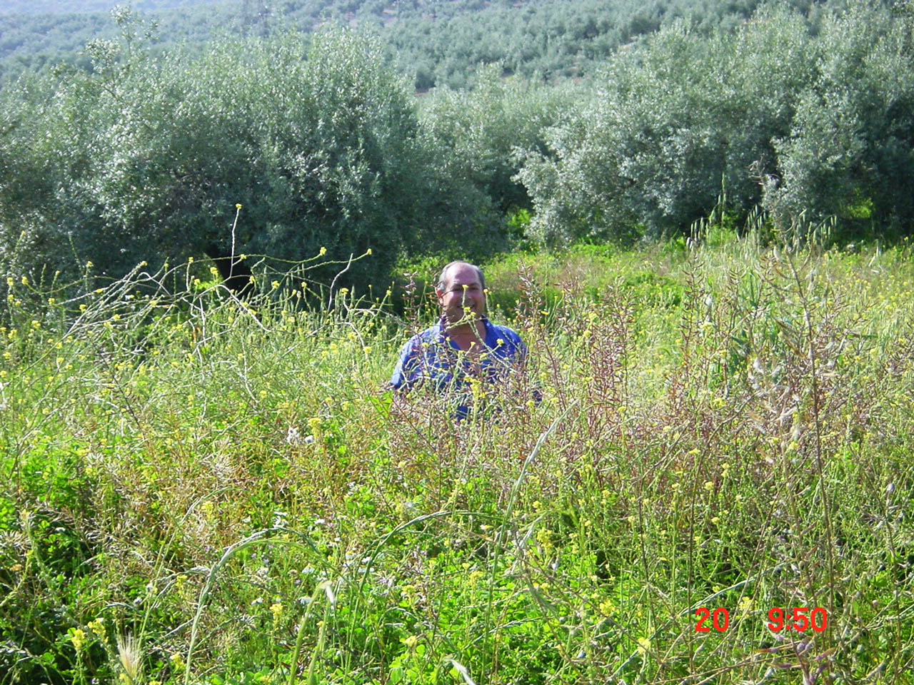 hierba08.jpg