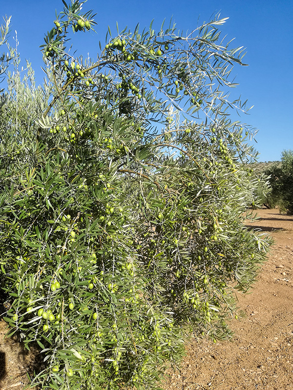 berrueco22.jpg