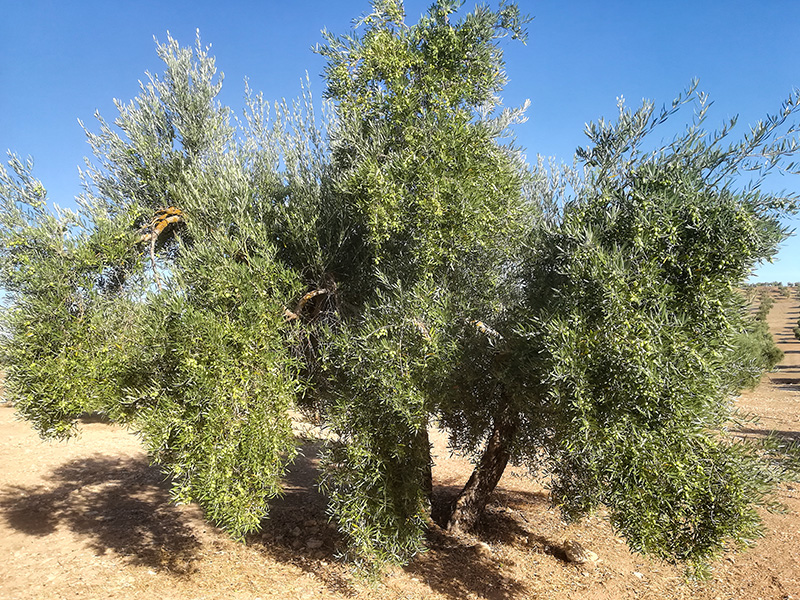 berrueco23.jpg