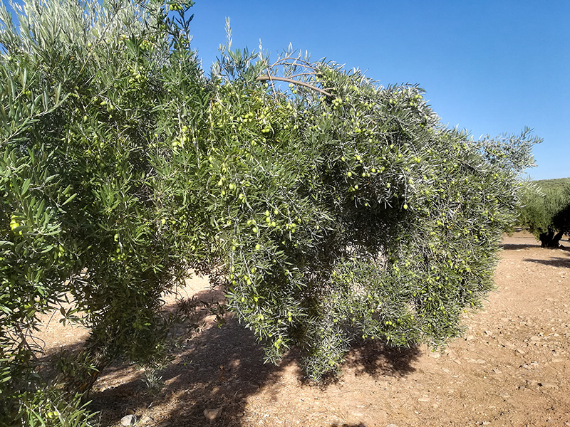 berrueco24.jpg