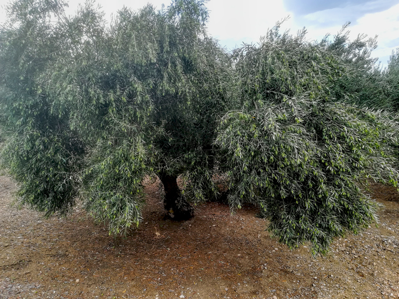 cornezuelo-02.jpg