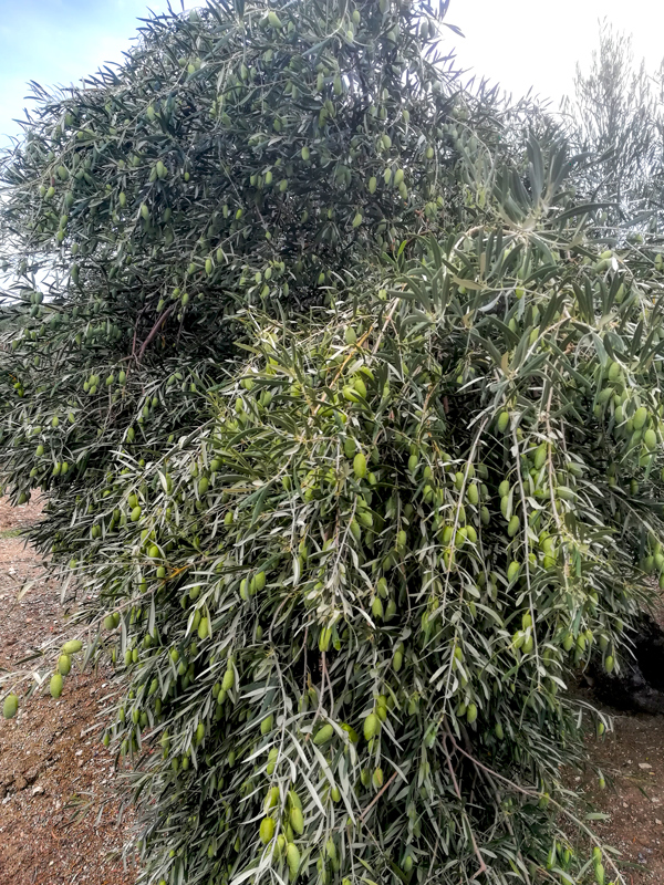 cornezuelo-06.jpg