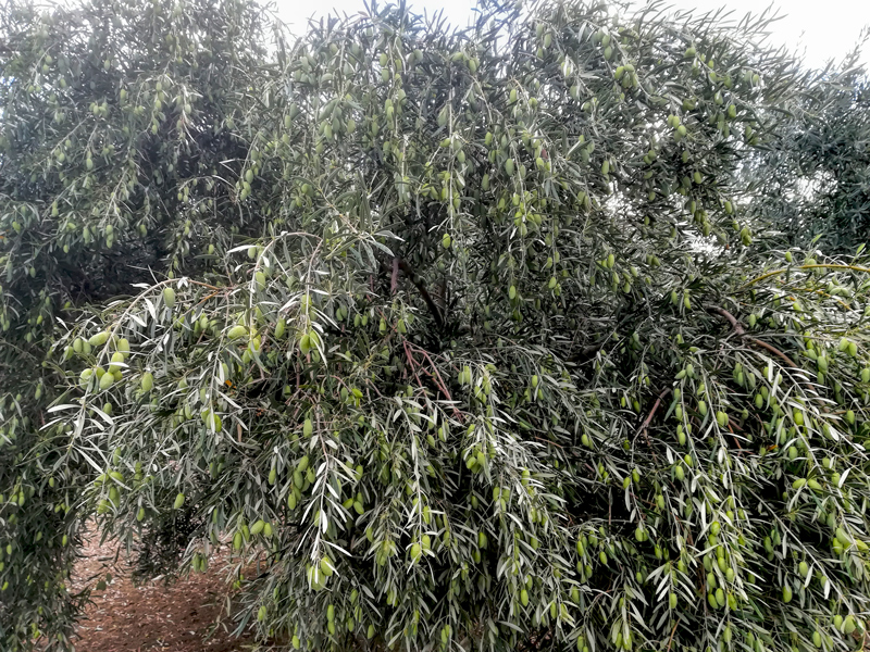 cornezuelo-05.jpg