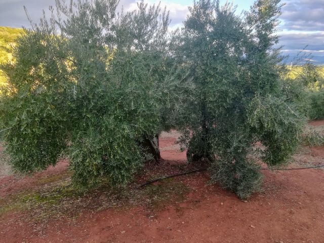 IMG_20181019_28465.jpg