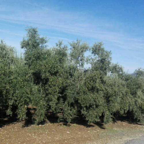 IMG-20181103-WA0043_crop_500x500.jpeg