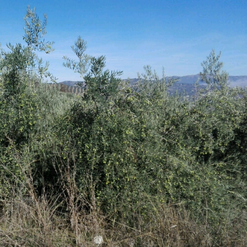 IMG-20181103-WA0009_crop_500x500.jpeg