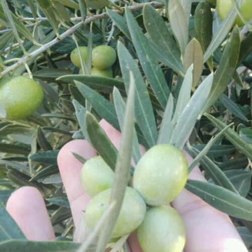 IMG-20181103-WA0031_crop_500x500.jpeg