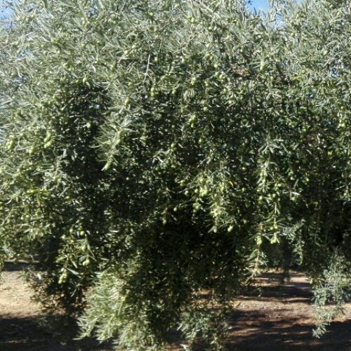 IMG-20181103-WA0051_crop_500x500.jpeg