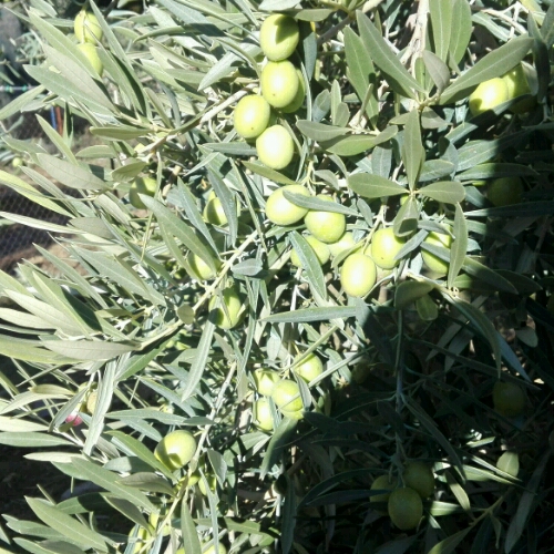 IMG-20181103-WA0001_crop_500x500.jpeg