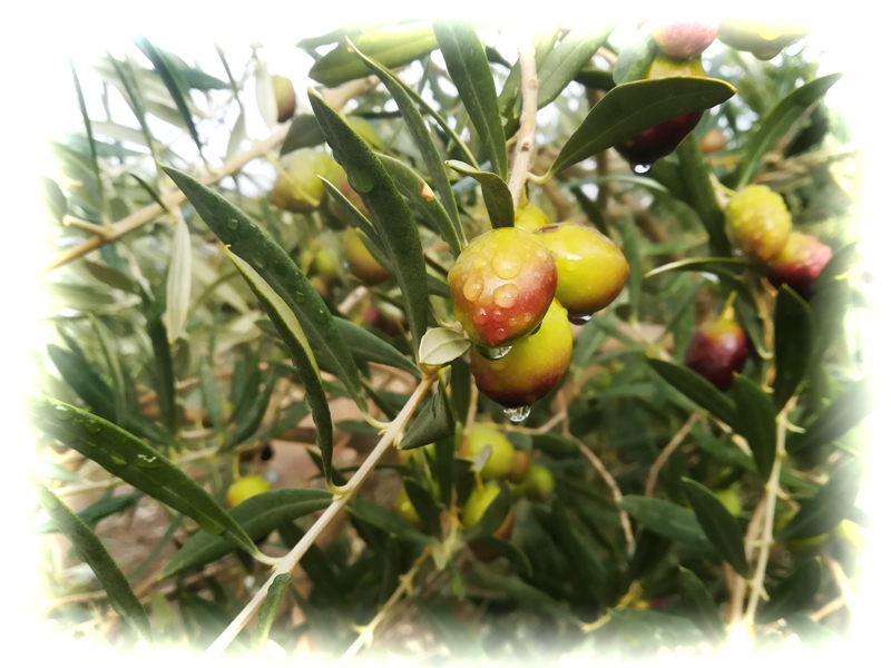 ACEITUNA-03.jpg