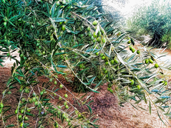 ACEITUNA-02.jpg