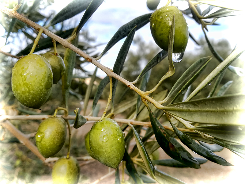ACEITUNA-01.jpg