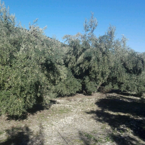 Picuales