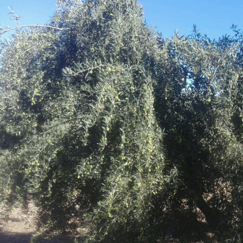 IMG-20181204-WA0033_crop_500x500.jpeg