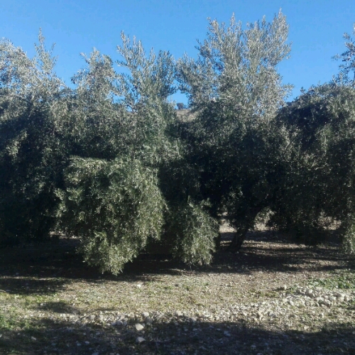 IMG-20181204-WA0015_crop_500x500.jpeg