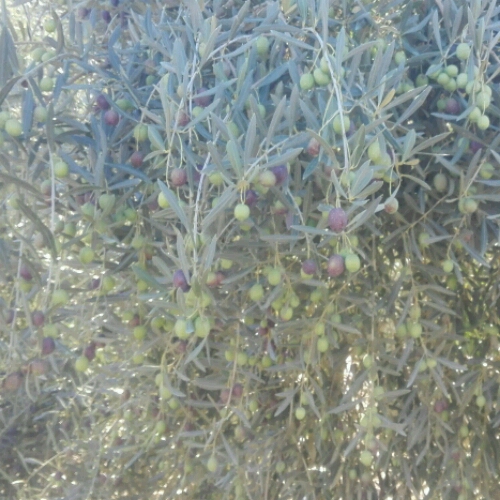IMG-20181204-WA0029_crop_500x500.jpeg