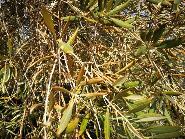 quemado-03.jpg