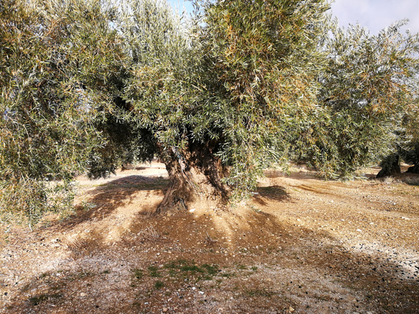 quemado-02.jpg