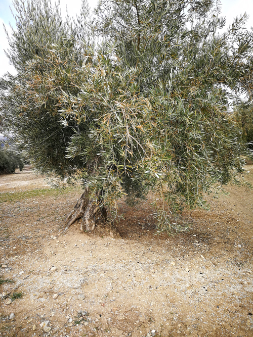 quemado-01.jpg
