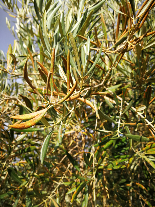 quemado-06.jpg