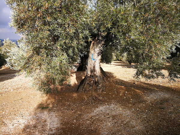 quemado-05.jpg