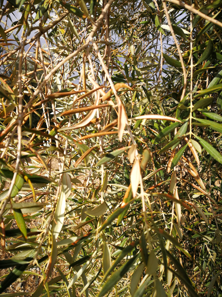 quemado-04.jpg