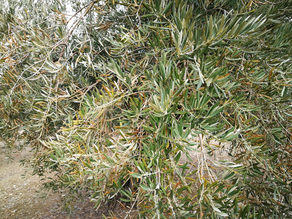 quemado-09.jpg