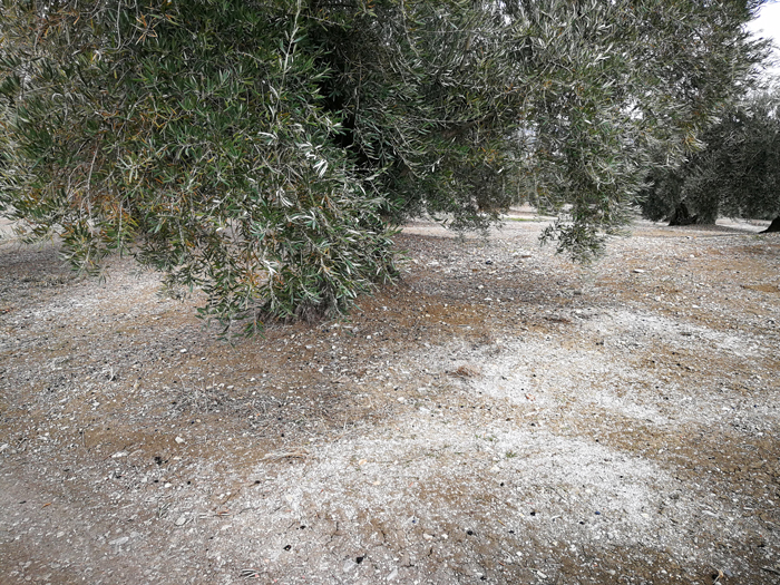 quemado-08.jpg