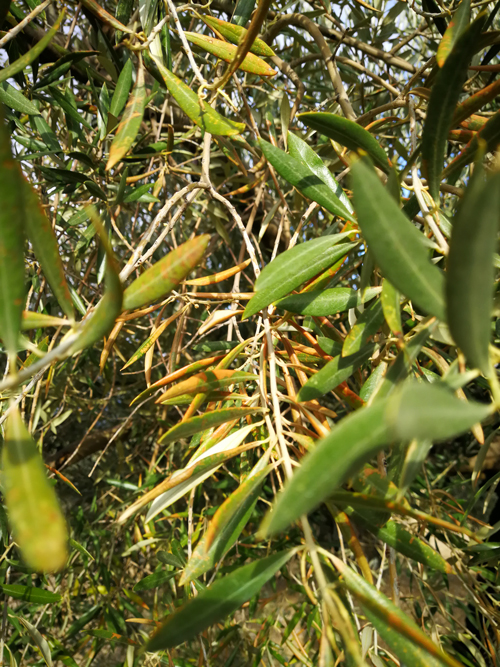 quemado-07.jpg
