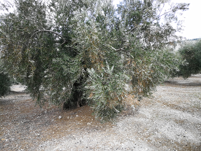 quemado-12.jpg