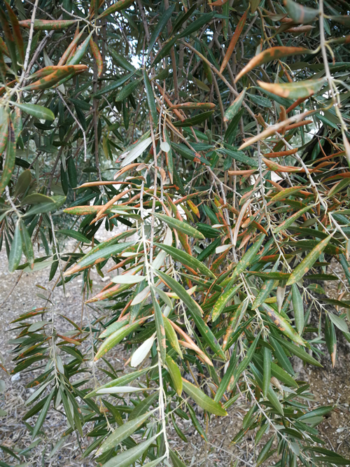 quemado-11.jpg